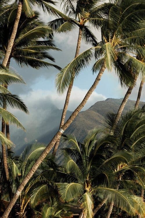 Tropical palm and island inspiration